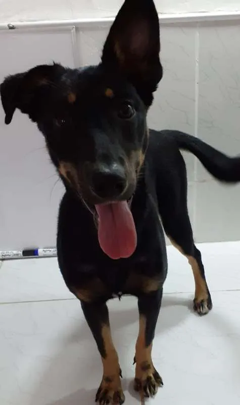 Cachorro ra a srd idade 2 a 6 meses nome Pity e Judy