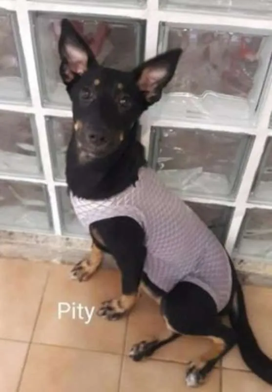 Cachorro ra a srd idade 2 a 6 meses nome Pity e Judy