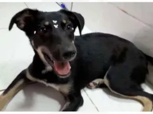 Cachorro raça srd idade 2 a 6 meses nome Pity e Judy