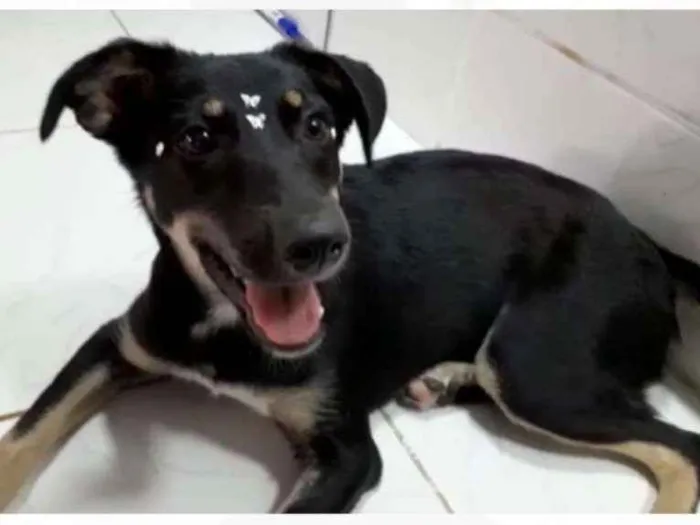Cachorro ra a srd idade 2 a 6 meses nome Pity e Judy