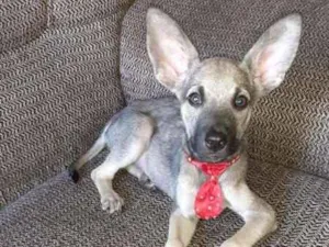 Cachorro raça srd idade 2 a 6 meses nome Bento