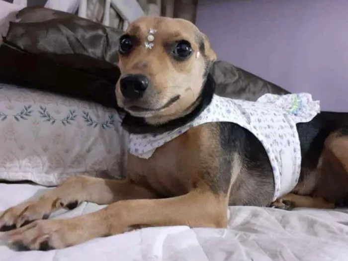 Cachorro ra a srd idade 2 anos nome Flor