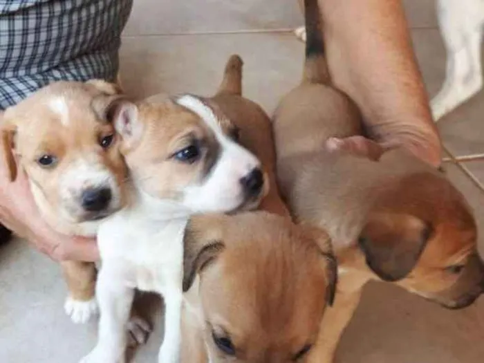 Cachorro ra a Nao sabemos idade Abaixo de 2 meses nome Nao tem, filhotes