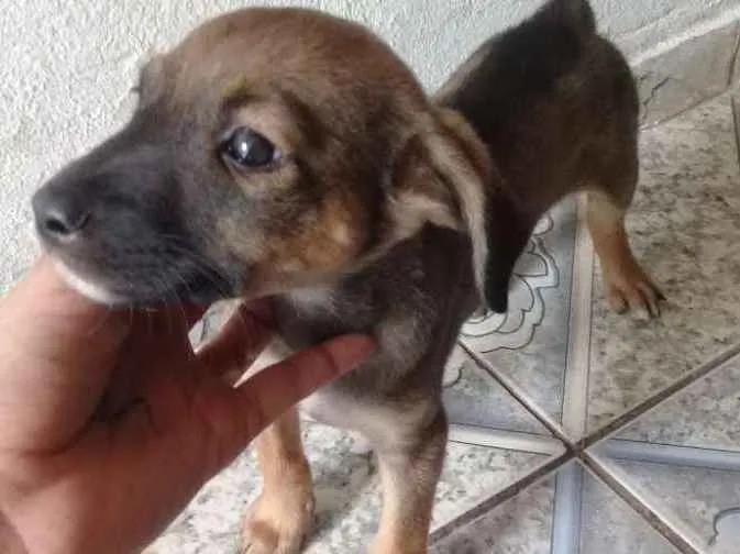 Cachorro ra a Vira lata idade 2 a 6 meses nome Suzy