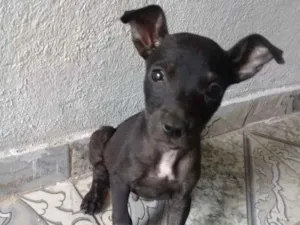 Cachorro raça Vira lata idade 2 a 6 meses nome Taffy