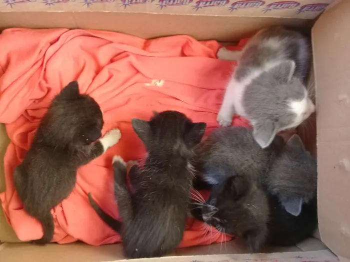 Gato raça Sem raça definida  idade Abaixo de 2 meses nome Sem nome