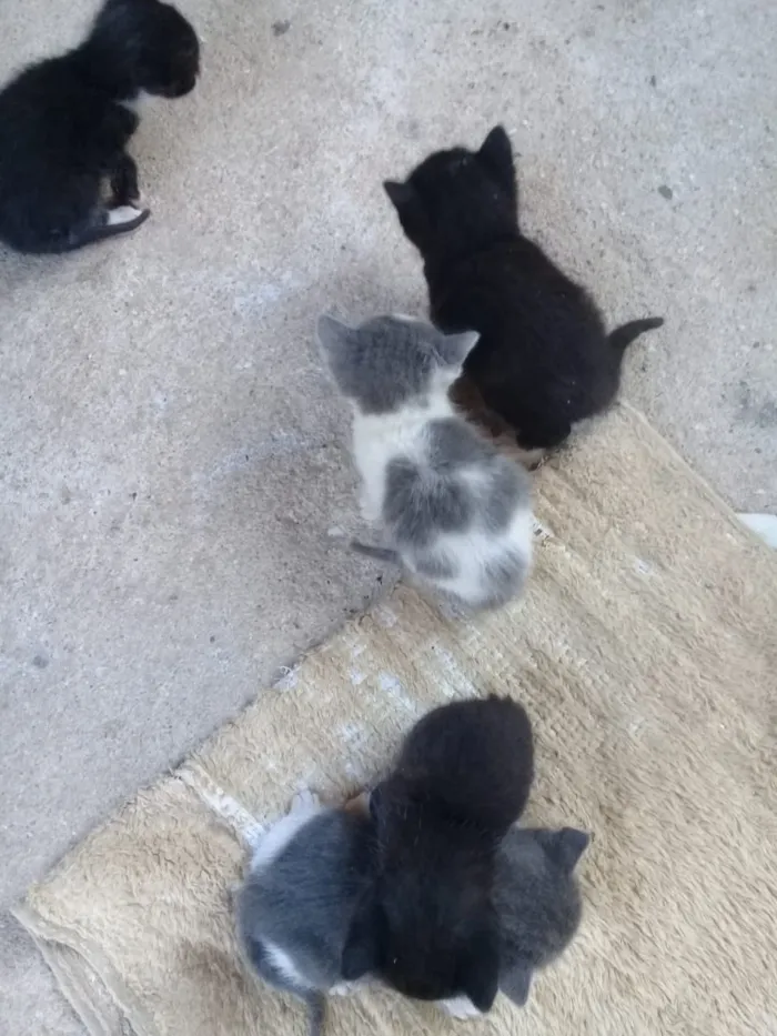 Gato raça Sem raça definida  idade Abaixo de 2 meses nome Sem nome