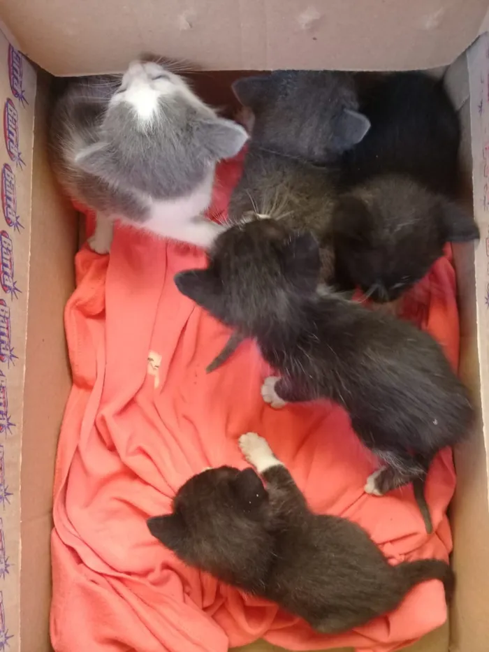 Gato raça Sem raça definida  idade Abaixo de 2 meses nome Sem nome