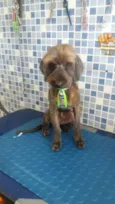 Cachorro raça Mix Poodle  idade 3 anos nome Nino