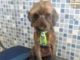 Cachorro raça Mix Poodle  idade 3 anos nome Nino