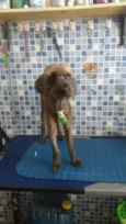Cachorro raça Mix Poodle  idade 3 anos nome Nino