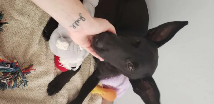 Cachorro raça SRD idade 1 ano nome Batman! 