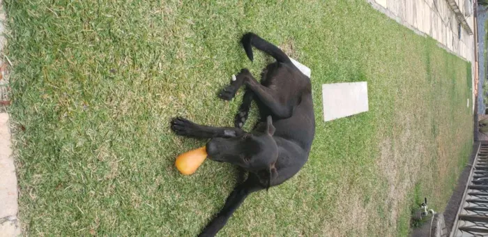 Cachorro raça SRD idade 1 ano nome Batman! 