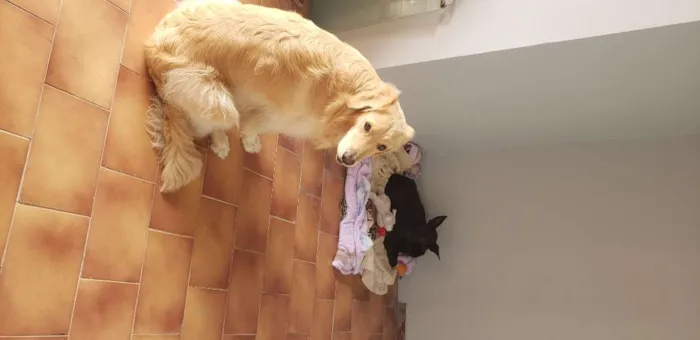 Cachorro raça SRD idade 1 ano nome Batman! 