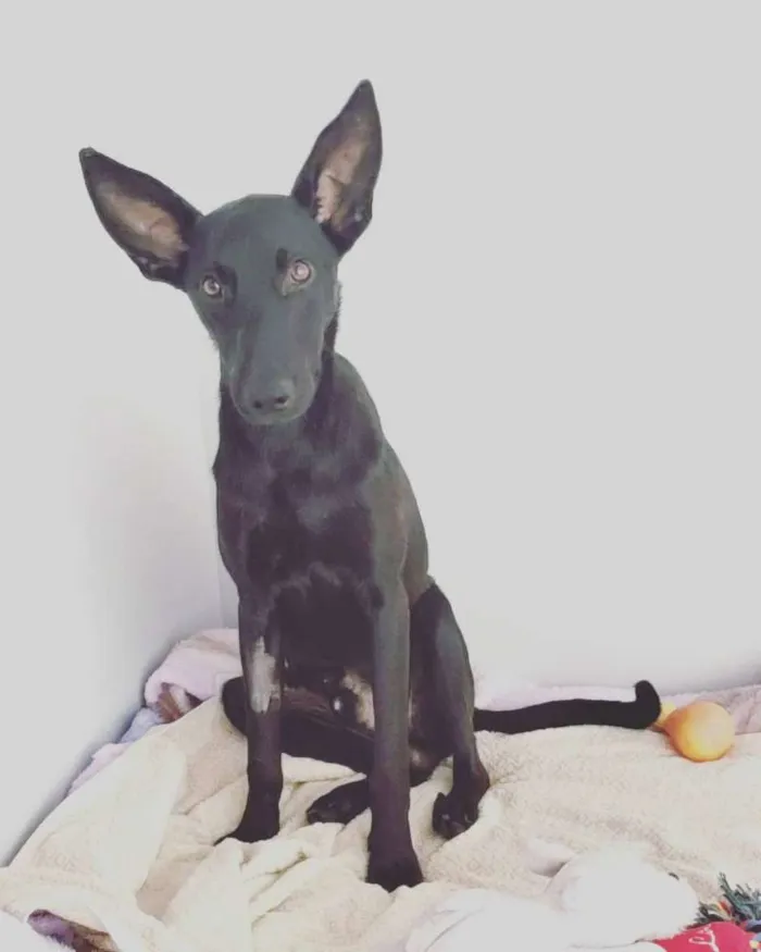 Cachorro raça SRD idade 1 ano nome Batman! 