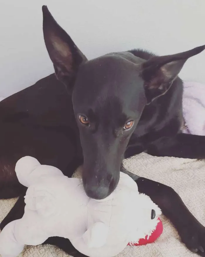 Cachorro raça SRD idade 1 ano nome Batman! 