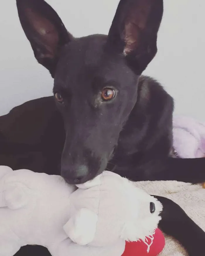 Cachorro raça SRD idade 1 ano nome Batman! 