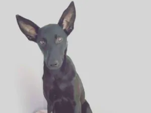Cachorro raça SRD idade 1 ano nome Batman! 