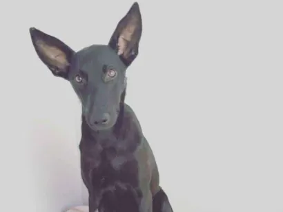 Cachorro raça SRD idade 1 ano nome Batman! 