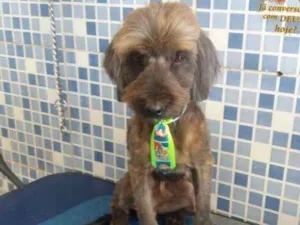 Cachorro raça Mix Poodle  idade 3 anos nome Nino