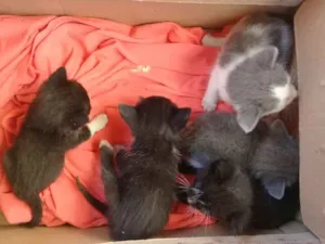 Gato raça Sem raça definida  idade Abaixo de 2 meses nome Sem nome