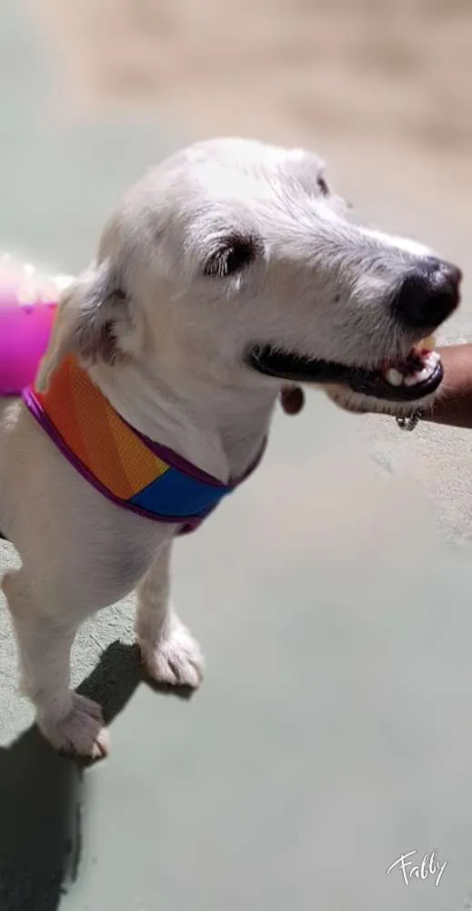 Cachorro ra a Srd idade 2 anos nome SPIKE
