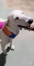 SPIKE