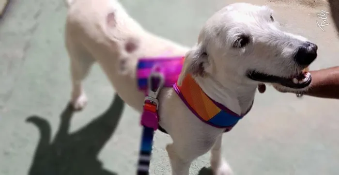 Cachorro ra a Srd idade 2 anos nome SPIKE