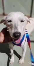 SPIKE