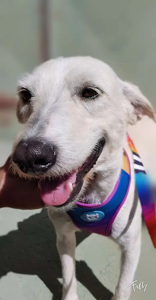 Cachorro ra a Srd idade 2 anos nome SPIKE