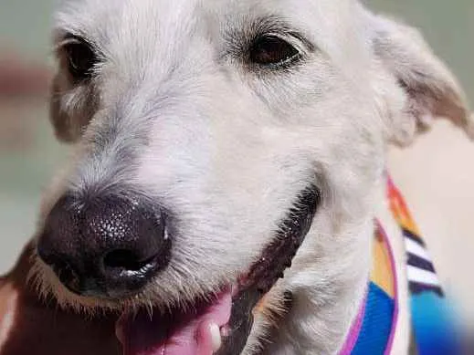 Cachorro ra a Srd idade 2 anos nome SPIKE