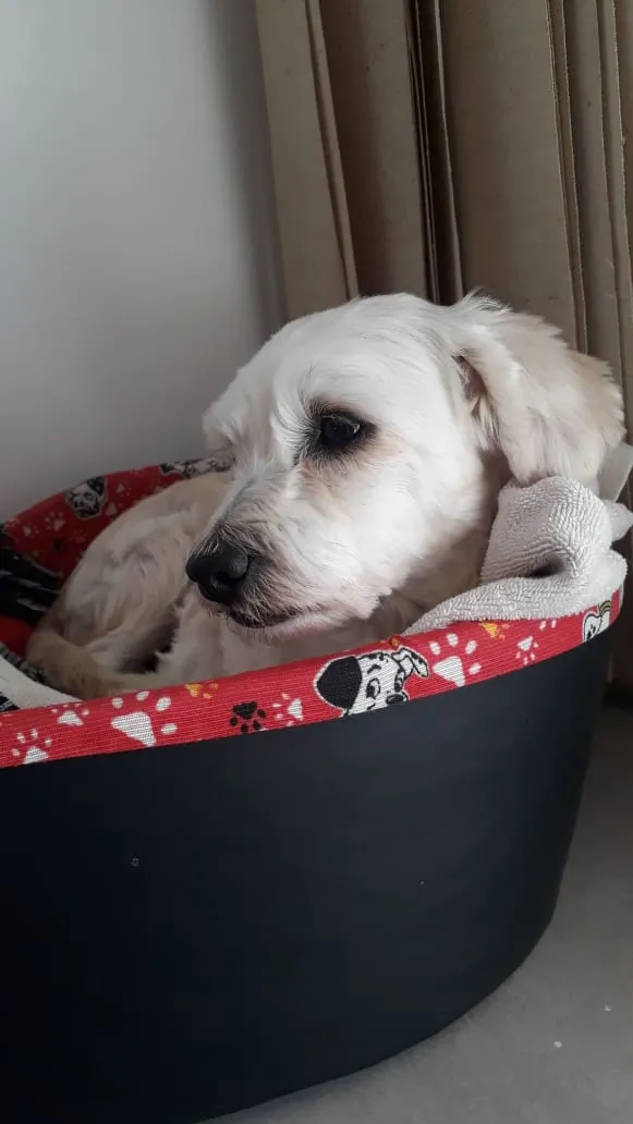 Cachorro ra a SRD idade 3 anos nome Beck