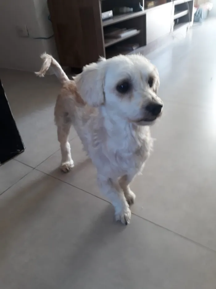 Cachorro ra a SRD idade 3 anos nome Beck