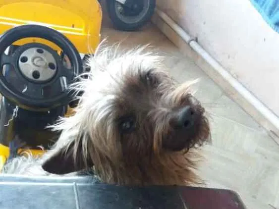 Cachorro ra a Mestiço idade 2 anos nome Danoninho