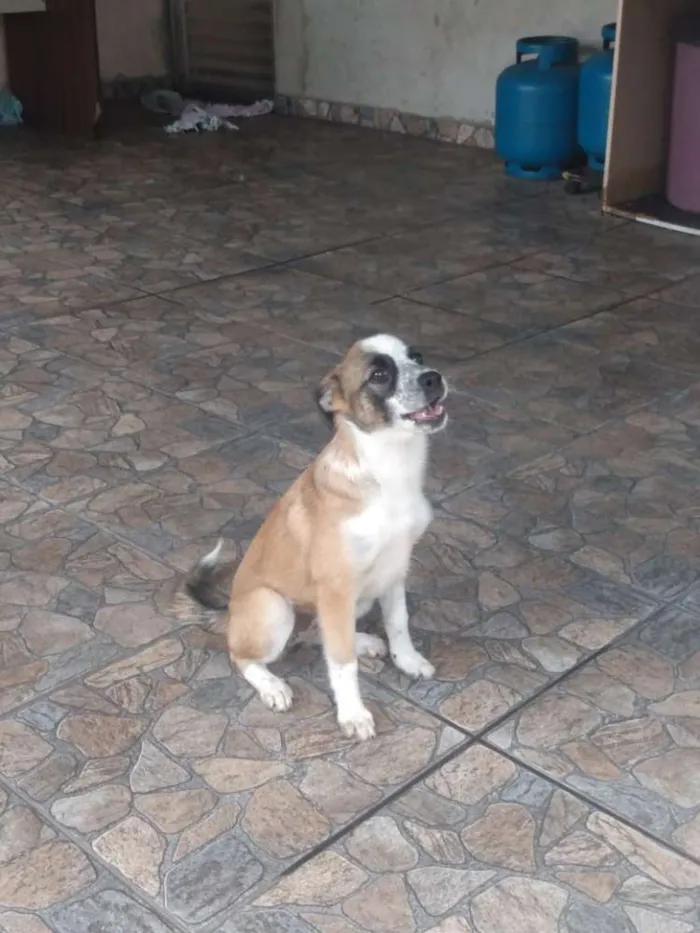 Cachorro ra a Sem raça  idade 7 a 11 meses nome Kira