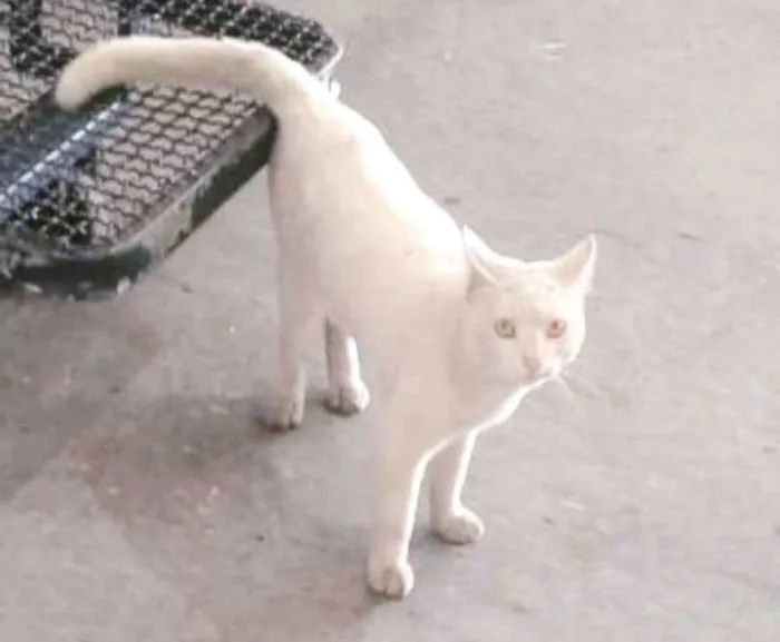Gato ra a  idade 7 a 11 meses nome Denguinho