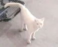 Denguinho