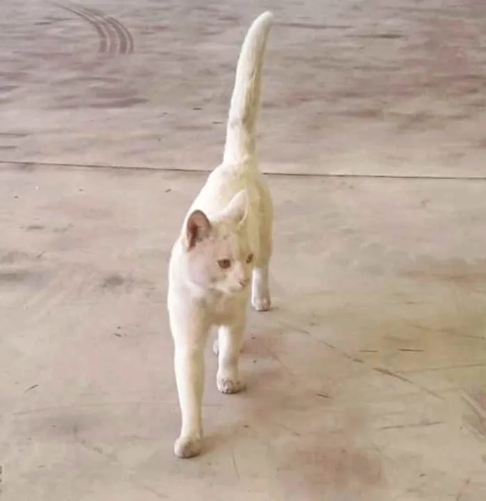 Gato ra a  idade 7 a 11 meses nome Denguinho