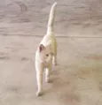 Denguinho