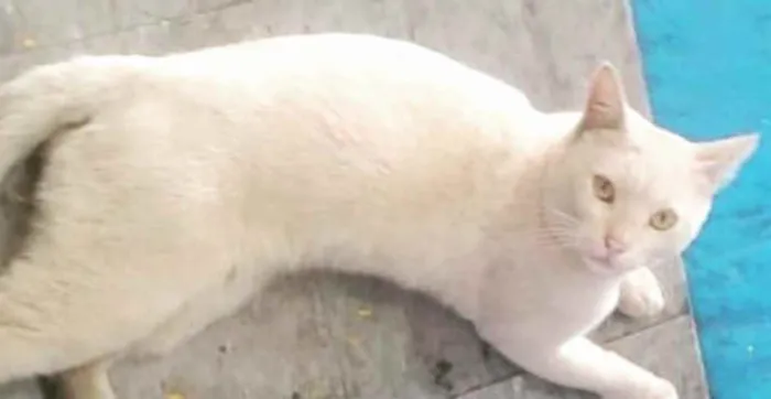 Gato ra a  idade 7 a 11 meses nome Denguinho