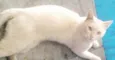 Denguinho