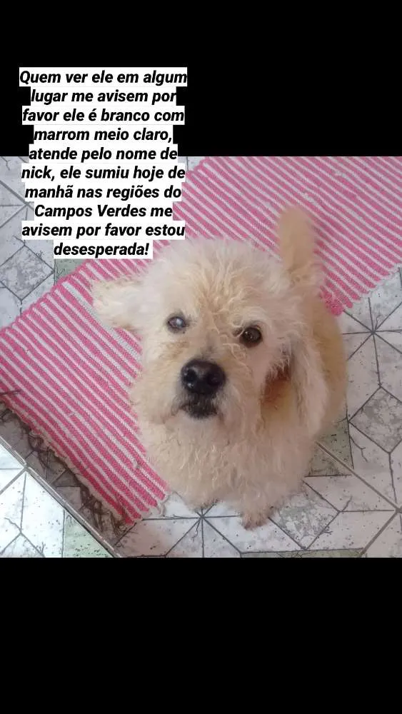 Cachorro ra a Podle idade 3 anos nome Nick