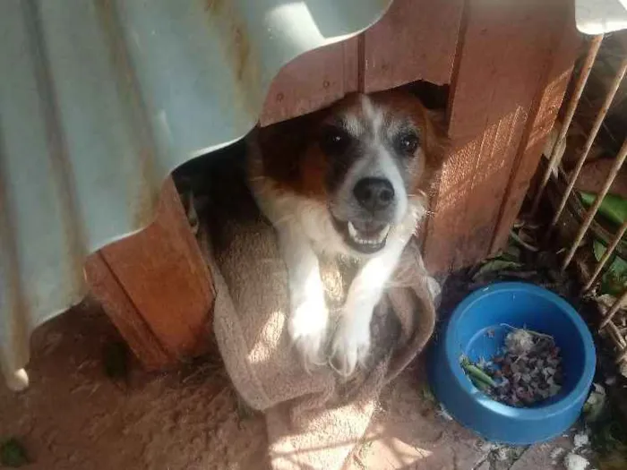 Cachorro raça Sem raça definida idade 6 ou mais anos nome Snoop