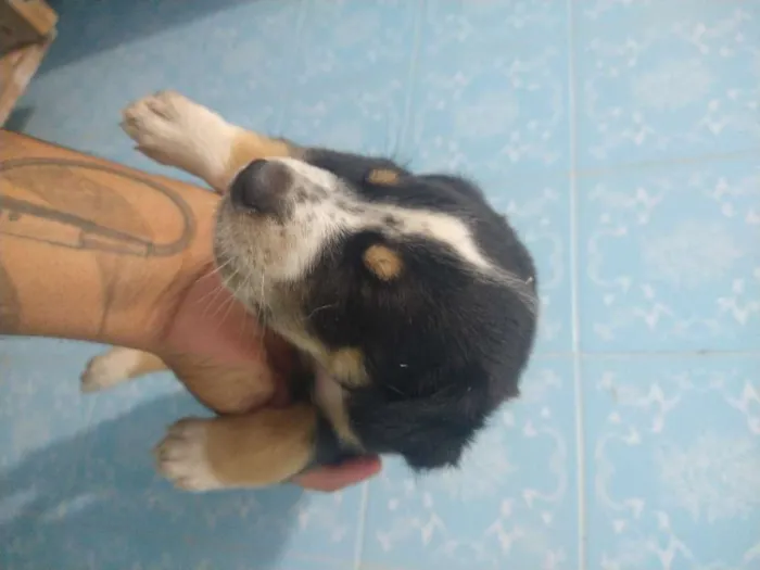 Cachorro ra a Indefinida idade Abaixo de 2 meses nome Sem nome