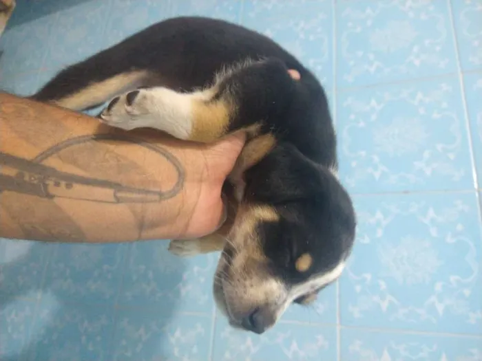 Cachorro ra a Indefinida idade Abaixo de 2 meses nome Sem nome