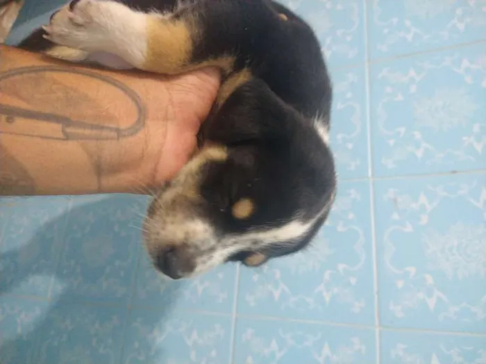 Cachorro ra a Indefinida idade Abaixo de 2 meses nome Sem nome