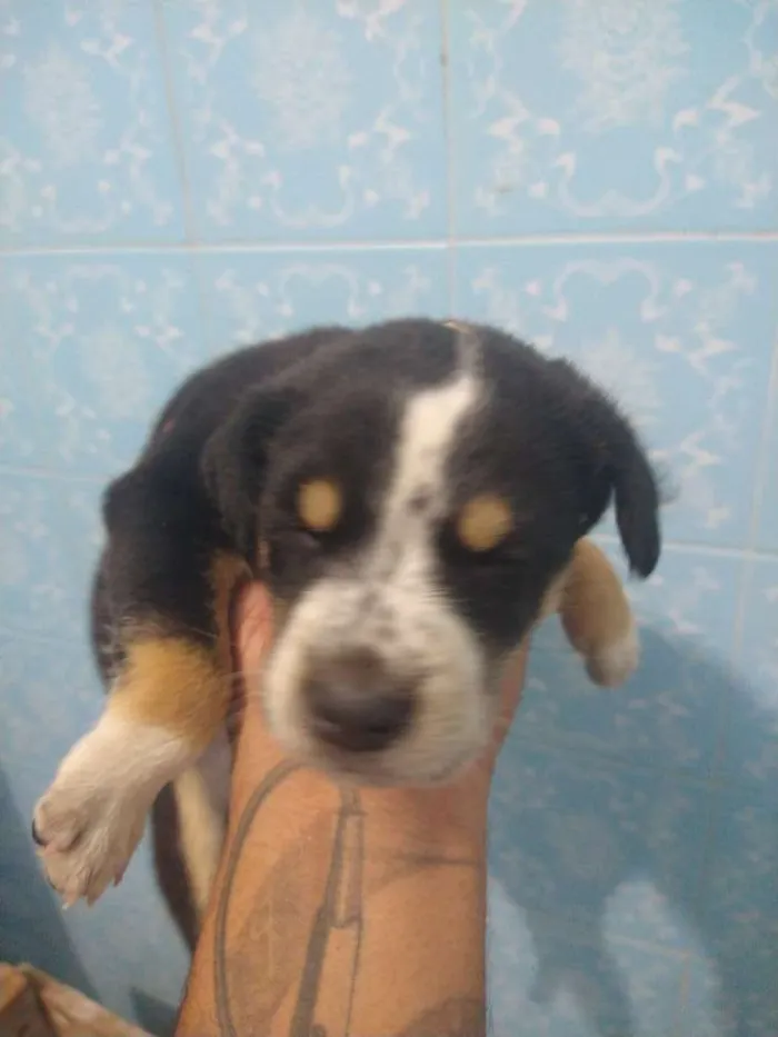 Cachorro ra a Indefinida idade Abaixo de 2 meses nome Sem nome