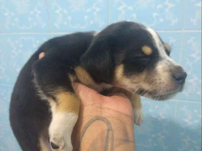 Cachorro ra a Indefinida idade Abaixo de 2 meses nome Sem nome