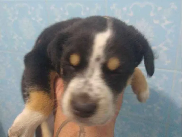 Cachorro ra a Indefinida idade Abaixo de 2 meses nome Sem nome