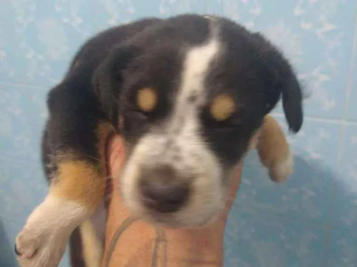 Cachorro ra a Indefinida idade Abaixo de 2 meses nome Sem nome